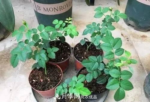 新扦插成活的月季就開了一朵花，需不需要剪掉？(圖2)