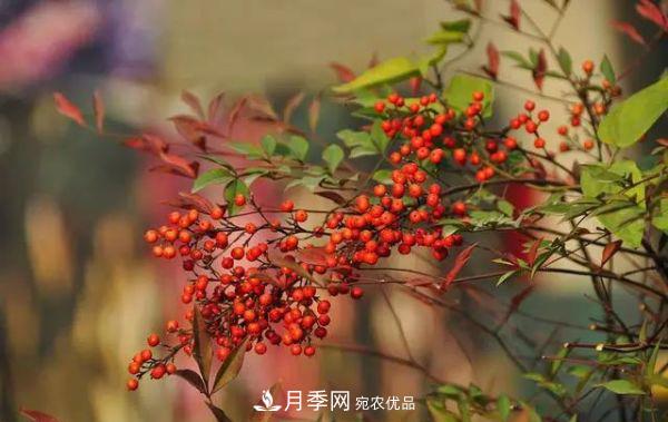 街頭的4種綠化樹，剪根枝條扦插，成漂亮盆景，不花錢(圖2)
