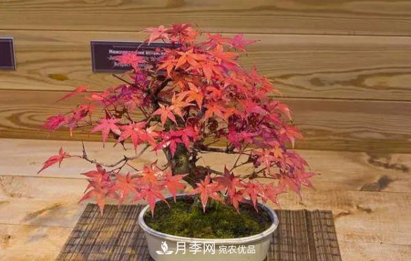 街頭的4種綠化樹，剪根枝條扦插，成漂亮盆景，不花錢(圖5)