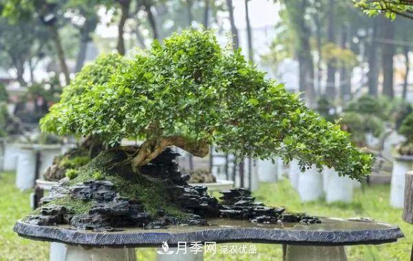 街頭的4種綠化樹，剪根枝條扦插，成漂亮盆景，不花錢(圖1)