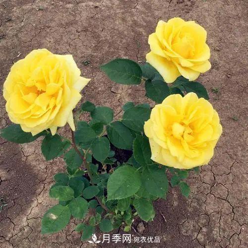 月季小苗想要長壯，學會這幾招，快速成大苗！(圖1)