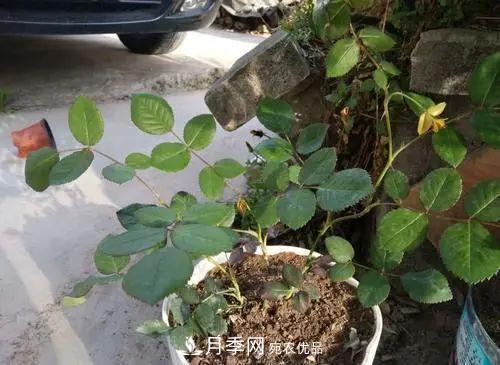 月季小苗想要長壯，學會這幾招，快速成大苗！(圖2)