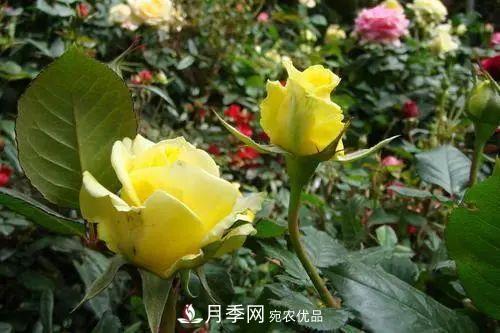 月季小苗想要長壯，學會這幾招，快速成大苗！(圖4)
