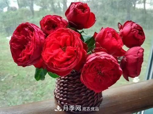 月季小苗想要長壯，學會這幾招，快速成大苗！(圖3)