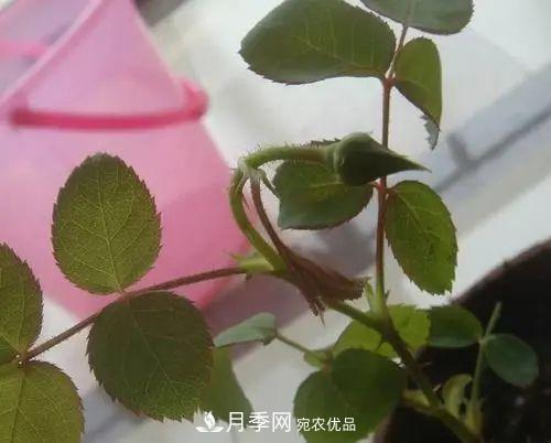月季小苗想要長壯，學會這幾招，快速成大苗！(圖6)