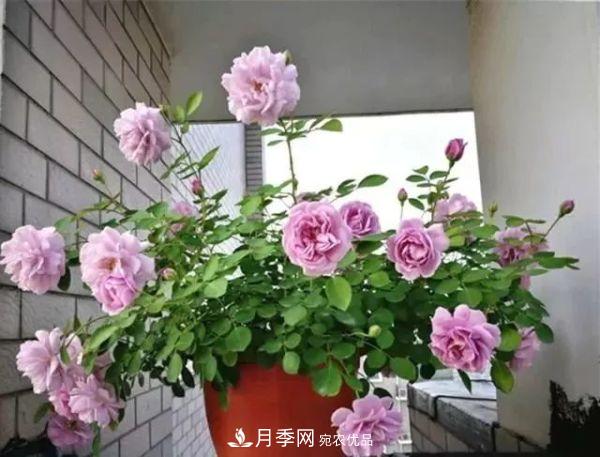 養(yǎng)月季施肥牢記“3要2不要”，月季猛爆壯筍，花開(kāi)連成片！(圖2)
