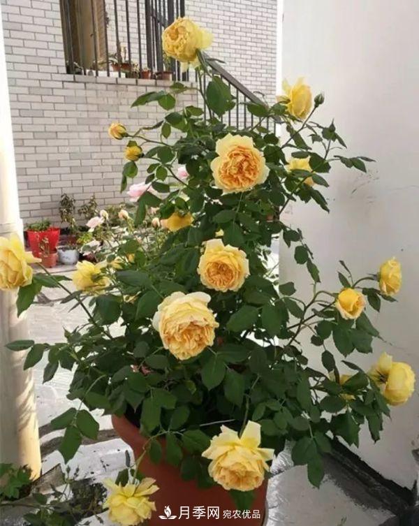 養(yǎng)月季施肥牢記“3要2不要”，月季猛爆壯筍，花開(kāi)連成片！(圖1)