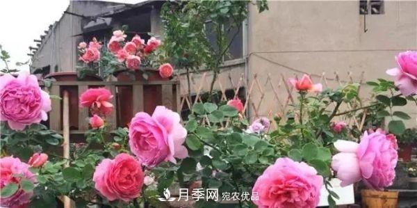 養(yǎng)月季施肥牢記“3要2不要”，月季猛爆壯筍，花開(kāi)連成片！(圖3)