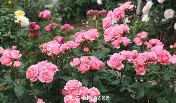 養(yǎng)月季施肥牢記“3要2不要”，月季猛爆壯筍，花開(kāi)連成片！(圖4)