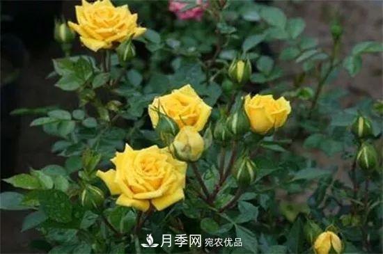 什么樹可以嫁接月季花？月季嫁接有什么好處？(圖2)
