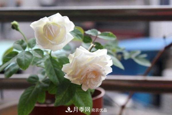 什么樹可以嫁接月季花？月季嫁接有什么好處？(圖3)