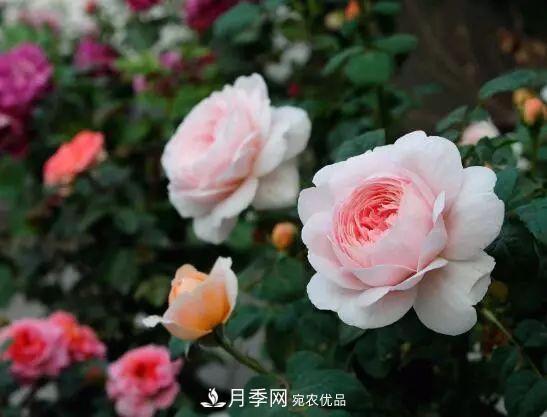 什么樹可以嫁接月季花？月季嫁接有什么好處？(圖1)