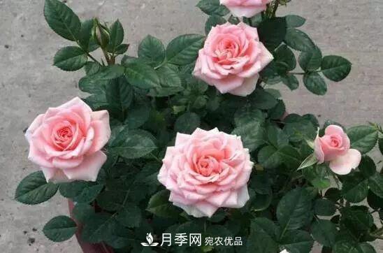 什么樹可以嫁接月季花？月季嫁接有什么好處？(圖5)