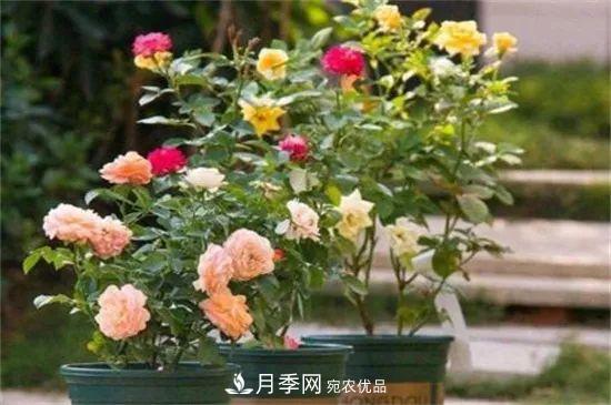 什么樹可以嫁接月季花？月季嫁接有什么好處？(圖4)
