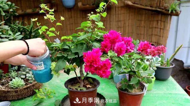 磷酸二氫鉀月季促花“效果不好”？可能是用錯了，快看看正確的方法(圖3)