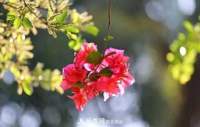 磷酸二氫鉀月季促花“效果不好”？可能是用錯了，快看看正確的方法(圖7)