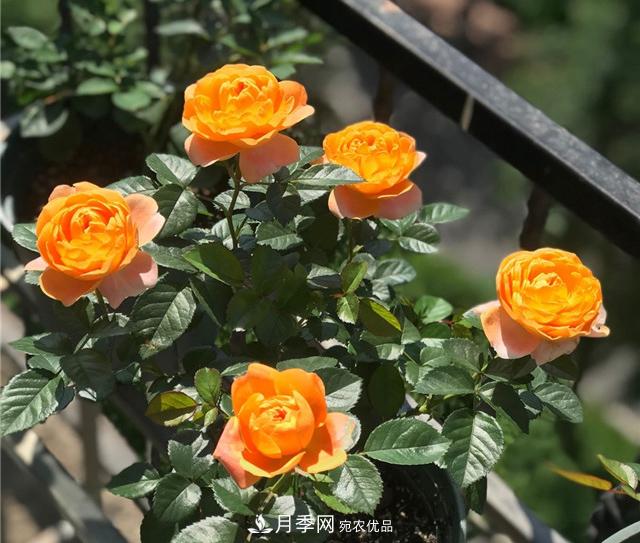 月季秋剪快上車，10月秋花開出一片花海(圖1)