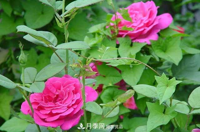 月季秋剪快上車，10月秋花開出一片花海(圖4)