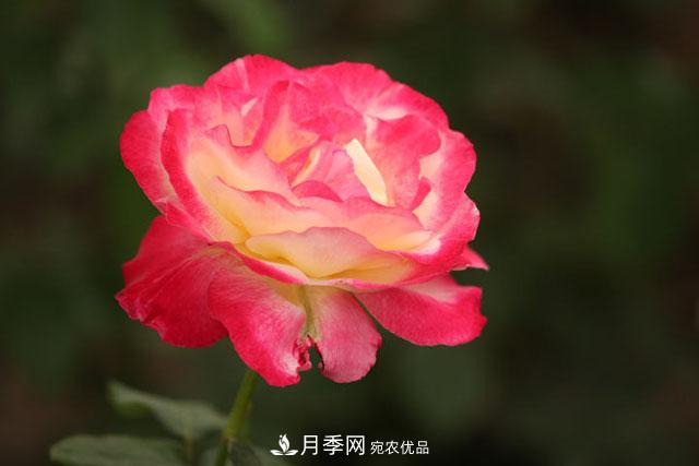 月季遇到詩詞，一起來賞析(圖1)