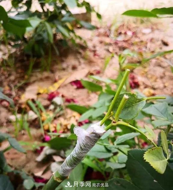 青島路邊用月季美化，開的月季花比拳頭大，原來是月季嫁接的薔薇(圖3)