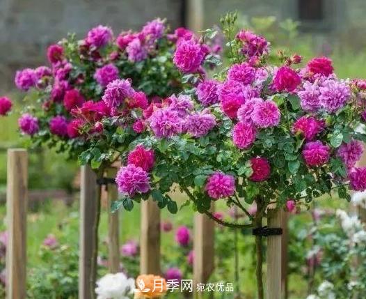 青島路邊用月季美化，開的月季花比拳頭大，原來是月季嫁接的薔薇(圖2)