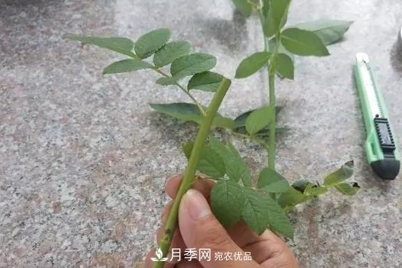 青島路邊用月季美化，開的月季花比拳頭大，原來是月季嫁接的薔薇(圖4)