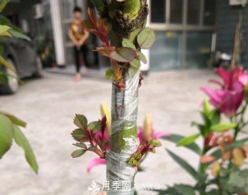 青島路邊用月季美化，開的月季花比拳頭大，原來是月季嫁接的薔薇(圖5)