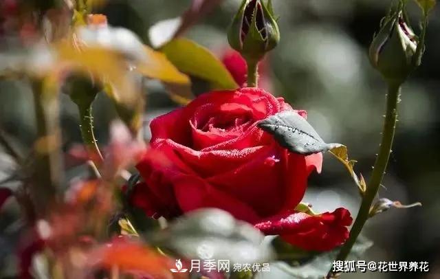 養(yǎng)月季就要用淺盆，月季開花不好換個(gè)盆，天天爆花(圖1)