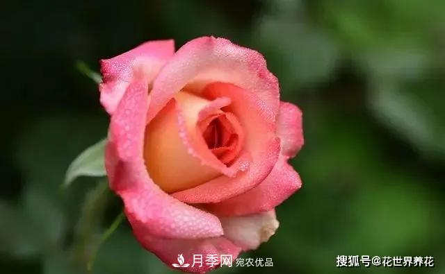 養(yǎng)月季就要用淺盆，月季開花不好換個(gè)盆，天天爆花(圖2)