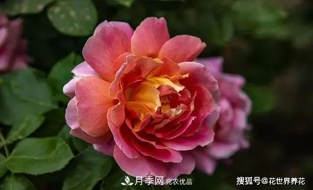 養(yǎng)月季就要用淺盆，月季開花不好換個(gè)盆，天天爆花(圖3)
