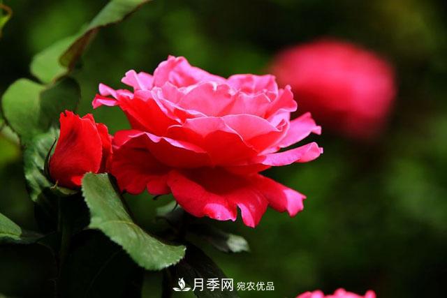 不同顏色的月季花語是什么？月季花語大全，快來漲知識(圖1)