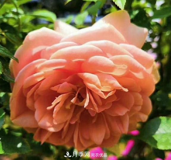 南陽世界月季大觀園：只愛園中月季美，不羨他鄉(xiāng)百花艷(圖4)