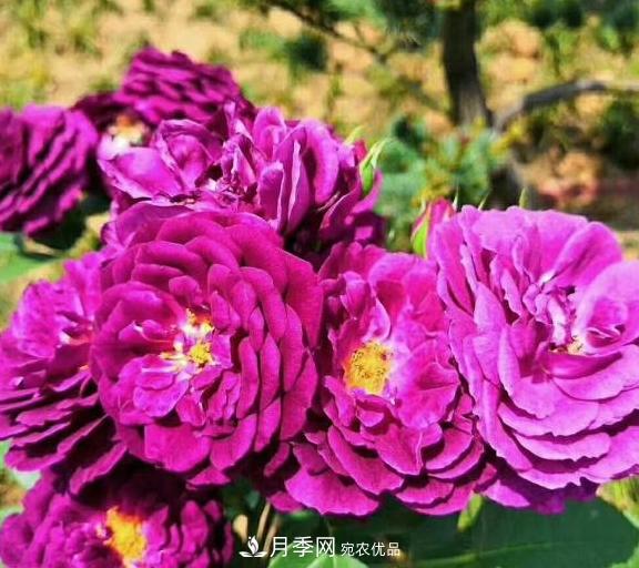 南陽世界月季大觀園：只愛園中月季美，不羨他鄉(xiāng)百花艷(圖5)
