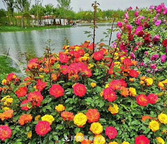 南陽世界月季大觀園：只愛園中月季美，不羨他鄉(xiāng)百花艷(圖3)
