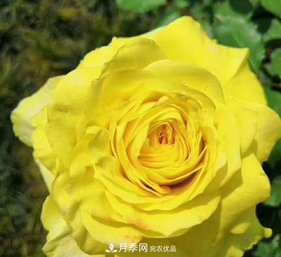 南陽世界月季大觀園：只愛園中月季美，不羨他鄉(xiāng)百花艷(圖6)