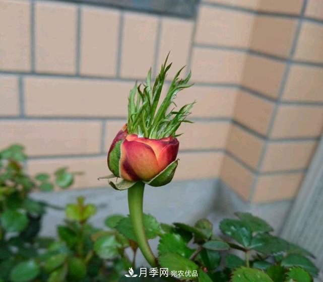 月季花施肥需要注意什么？(圖2)