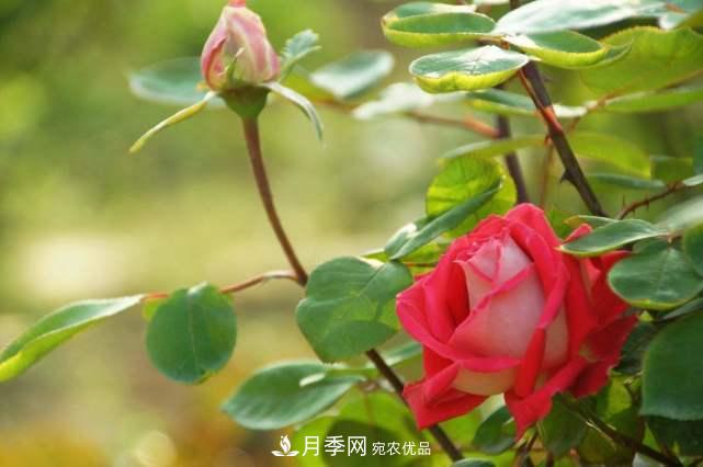 月季花施肥需要注意什么？(圖3)