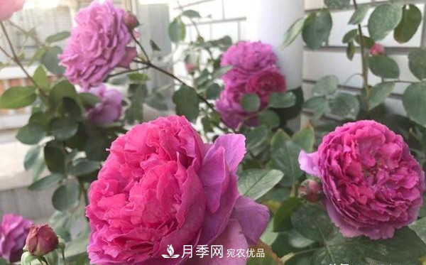 大花月季有多少個(gè)品種？大花月季品種大全！(圖2)