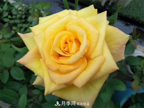 大花月季有多少個(gè)品種？大花月季品種大全！(圖4)