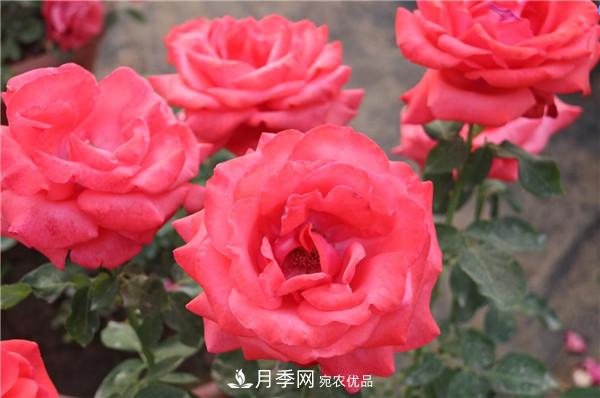 大花月季有多少個(gè)品種？大花月季品種大全！(圖3)