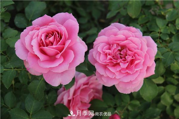 大花月季有多少個(gè)品種？大花月季品種大全！(圖5)
