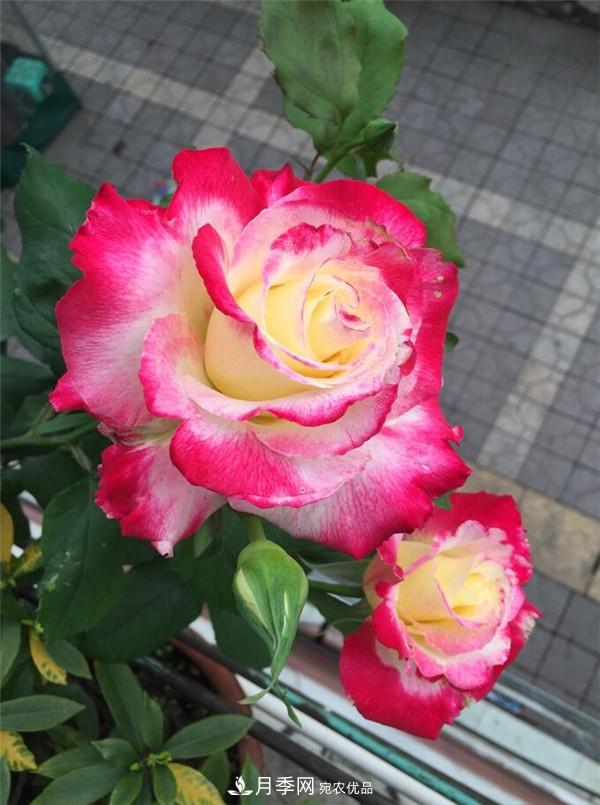 大花月季有多少個(gè)品種？大花月季品種大全！(圖6)