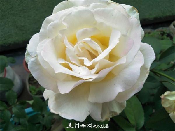 大花月季有多少個(gè)品種？大花月季品種大全！(圖8)