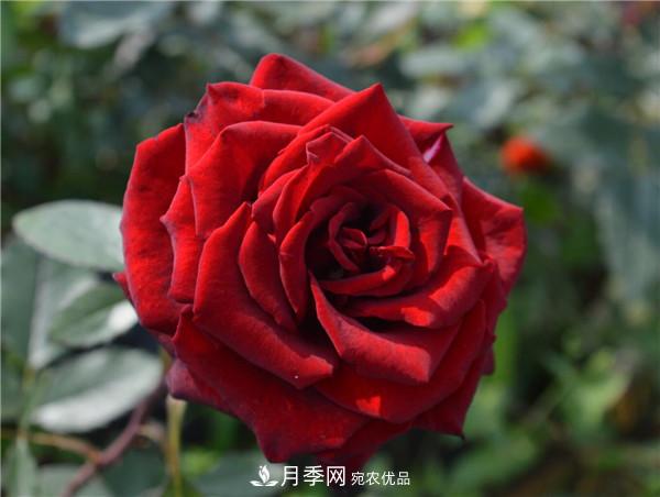 大花月季有多少個(gè)品種？大花月季品種大全！(圖9)