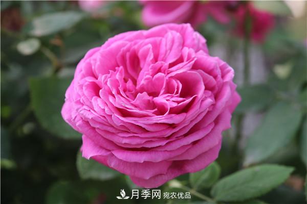 大花月季有多少個(gè)品種？大花月季品種大全！(圖7)