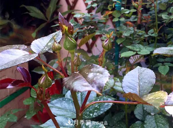 月季的常備藥品有哪些？收好了！(圖1)