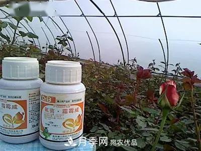 月季的常備藥品有哪些？收好了！(圖8)