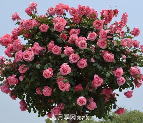 樹狀月季是用什么樹做樹樁？(圖3)