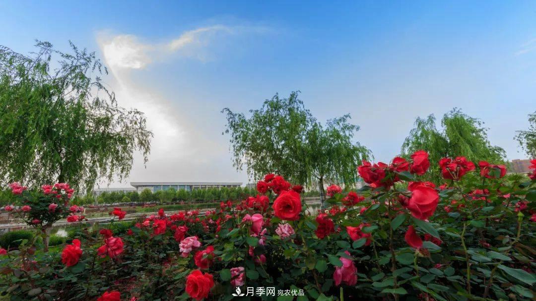 關(guān)于河南“五朵金花”的南陽月季，你知道多少？(圖2)