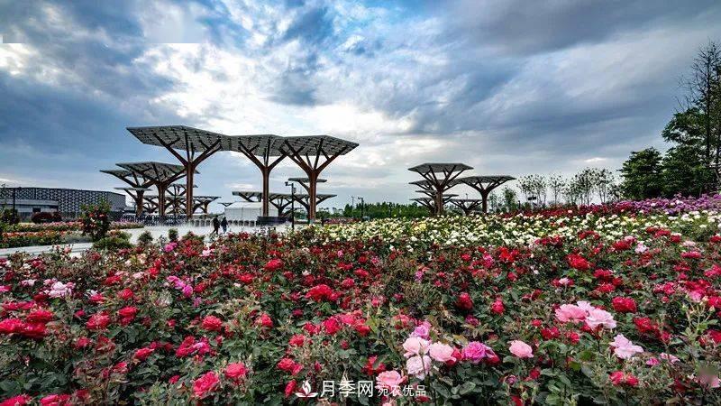 關(guān)于河南“五朵金花”的南陽月季，你知道多少？(圖1)